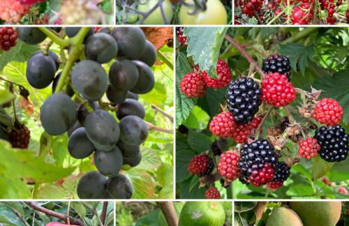 Haus im Grünen - Foto 35