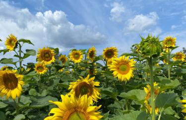 Agroturystyka Borów - Foto 26