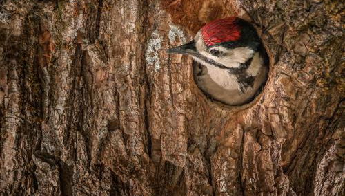 Finca La Machota Centro de Naturaleza - Foto 2