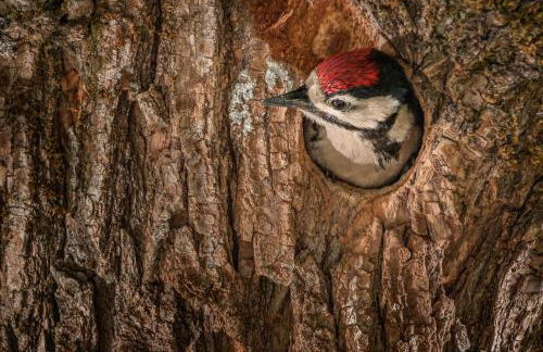 Finca La Machota Centro de Naturaleza - Foto 2