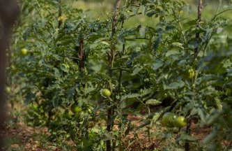 Family Little Paradise - Foto 32