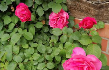 Ferienwohnung am Teich - Foto 16