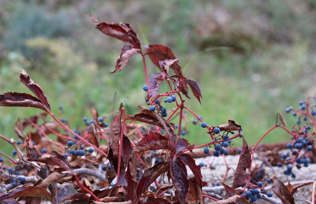 Agriturismo Vulcano - Foto 38