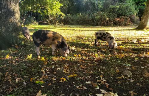 Primrose Spinney - Foto 49