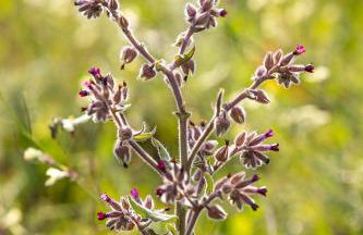 Casas Velhas - Beringelinho - Foto 31