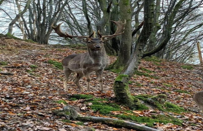 Apartment With Terrace and Pool in the Garden - Foto 38