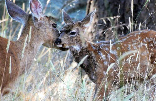 Dreiländereck am Kaiserstuhl - Foto 19