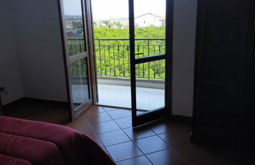 aranceto dell'Etna - Foto 80