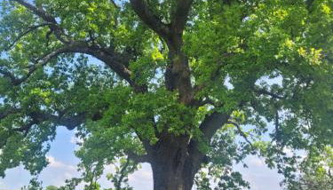 Casa della Casa - Foto 1, Garden