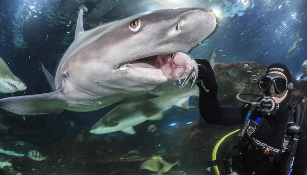 Aquarium von Barcelona - Foto 4