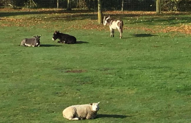 Family Home With Garden - Photo 32