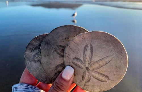 Seas The Day - Foto 33