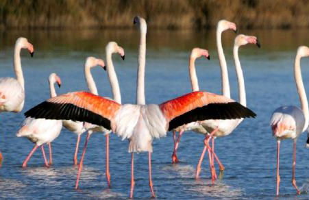 Appartamento Lavanda - Casa vacanza nel Delta del Po - Foto 45