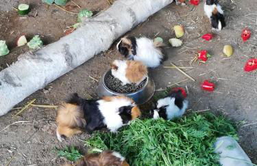 Krügerhof Lübbersdorf - Foto 9