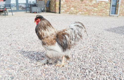 Jamie's Shepherds Hut - Uk43566 - Foto 33