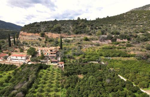 The Olive Tree - Photo 23