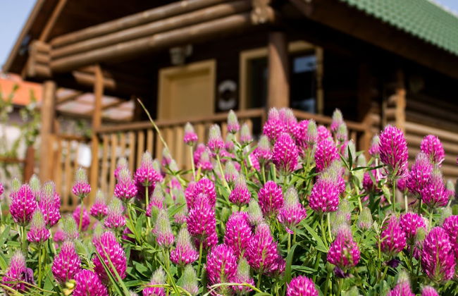 Dalia Barama - Photo 24