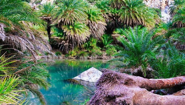 Excursion à la plage de Preveli - Photo 3