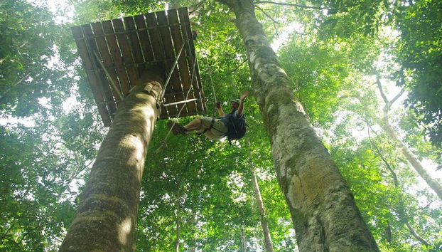 Faites de la descente en rappel depuis la cime des arbres