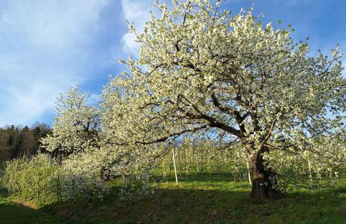 Owocowe Wzgórze - Foto 41