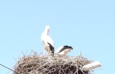 Trisquel 2 - Foto 25