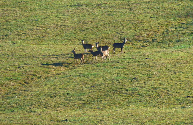 Gîtes Domaine de la Rochère - Foto 46