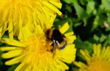 Fewo Waldtherme Relaxen, wandern, Radfahren - Foto 28