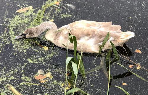 Wilf's Barn, romantic cottage with free parking - Foto 37