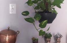 Apartamento Espaçoso Bairro Piracicamirim - Foto 16