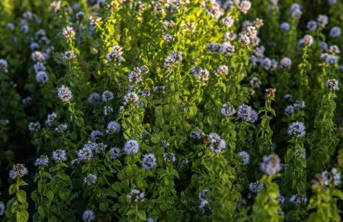 Agriturismo Podere L'Agave - Foto 84