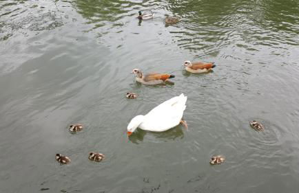 Sportboot Lorenzo - Foto 5