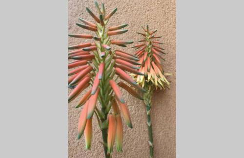 Chill out ground floor apartm +private garden+WIFI - Foto 12