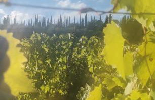 Fattoria di Mugnano - Foto 32