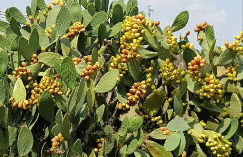 Nel Cuore Del Salento Dimora Tipica - Foto 34