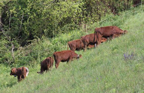 Le chalet de Bernoline vaste appartement tout confort - Foto 26