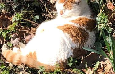 The Peacock Shepherds Hut at Hafoty Boeth - Photo 66