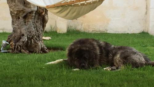 Masseria Torre del Diamante - Foto 5