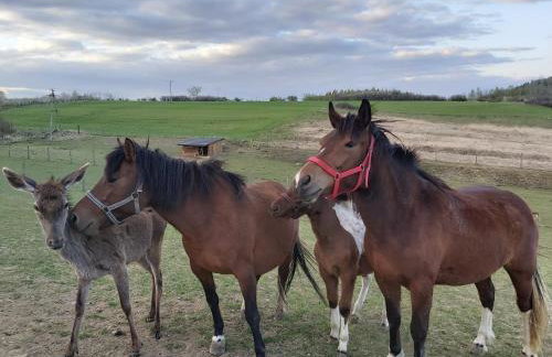 Baba Jagna - Foto 15