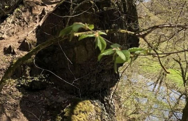 Holiday Home Am Beulskopf - Foto 18