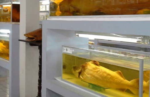 Fish Fauna Museum Tour in Beni - Foto 1