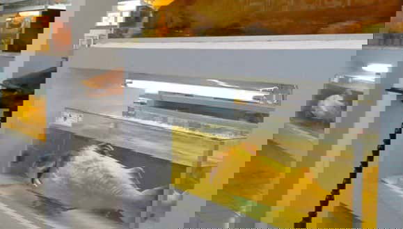 Visita guidata del Museo Ittico del Beni