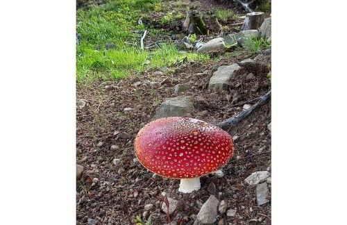 Country house on the Dachsberg - Foto 21