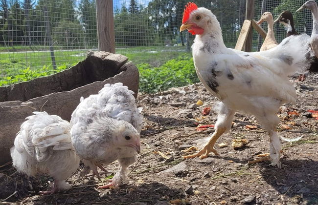 4 Star Holiday Home in Karlskrona - Foto 17