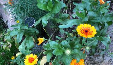 Strandgut und Feuerstein - Foto 4