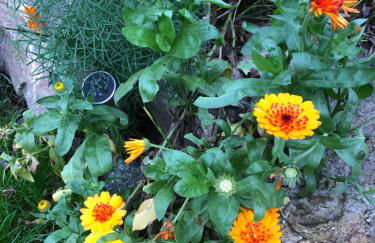 Strandgut und Feuerstein - Foto 4