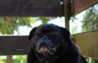 Domy na Kaszubach w Kamieniu - Foto 35