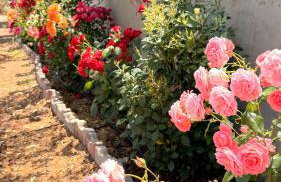 Platan Paradise - Foto 54