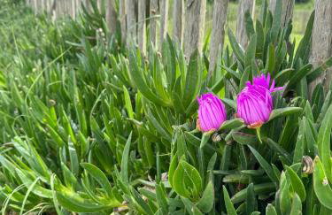 Face aux Isles - Foto 54