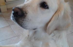 La hervuerie - Foto 5