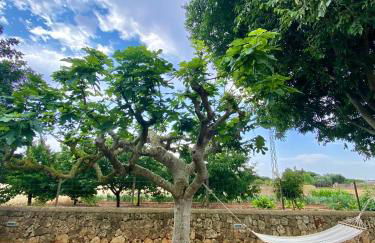 Finca Amer - Foto 13